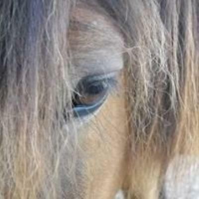 Ferme Equestre Les Chevaliers Hotel Penol Bagian luar foto